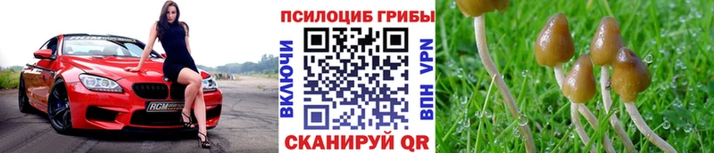 Псилоцибиновые грибы прущие грибы  omg сайт  Шебекино 