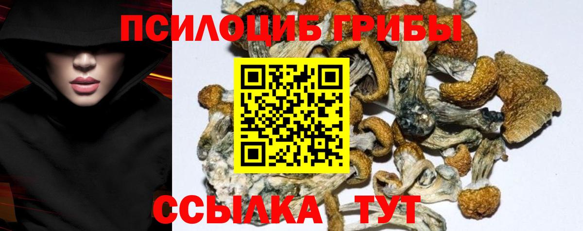 Псилоцибиновые грибы Psilocybe  Вход с VPN  Шебекино 